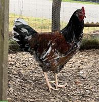 Hahn zu verschenken: Schwedisches Blumenhuhn
