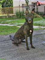 Holländischer Schäferhund Rüde sucht ein Zuhause