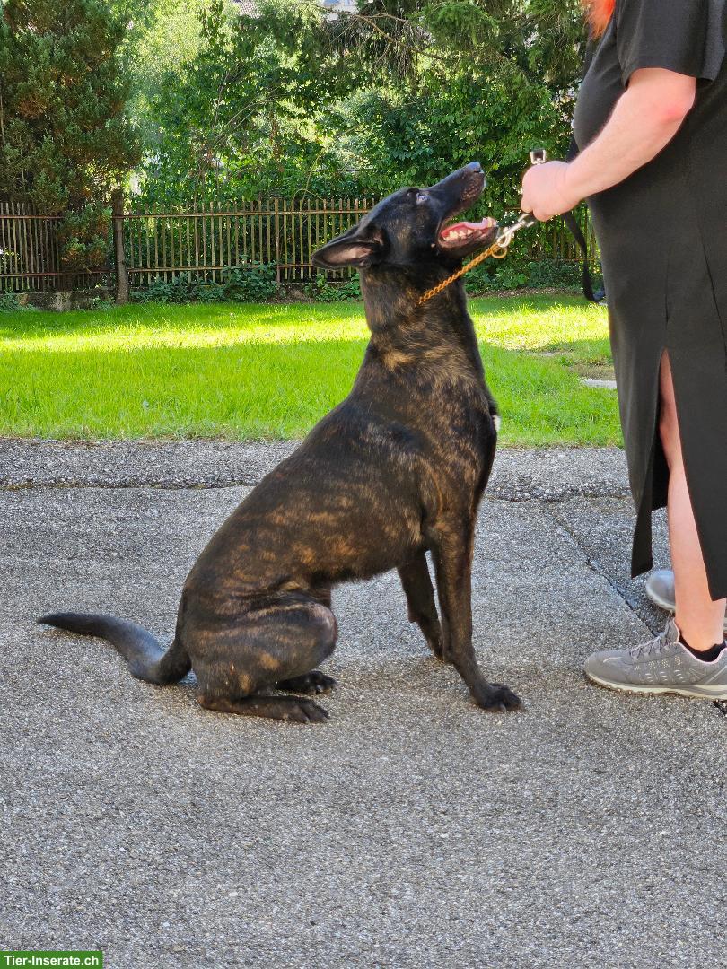 Bild 2: Holländischer Schäferhund Rüde sucht ein Zuhause