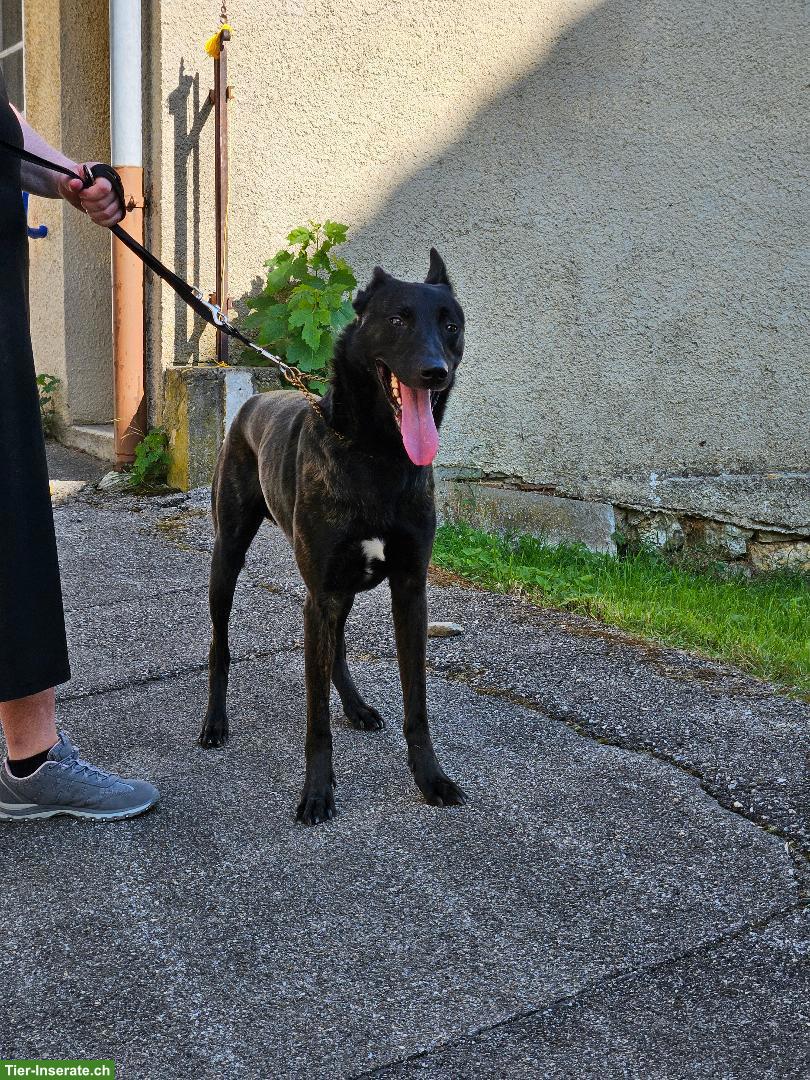 Bild 3: Holländischer Schäferhund Rüde sucht ein Zuhause