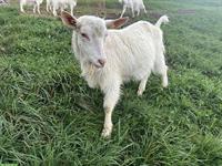 Junger Appenzeller Ziegenbock, ohne Horn zu verkaufen