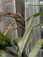 1.3 Anolis marmoratus (Karibik-Anolis) abzugeben, eigene Nachzuchten