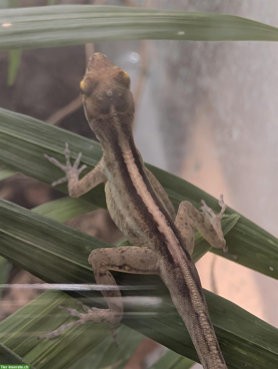 Bild 3: 1.3 Anolis marmoratus (Karibik-Anolis) abzugeben, eigene Nachzuchten