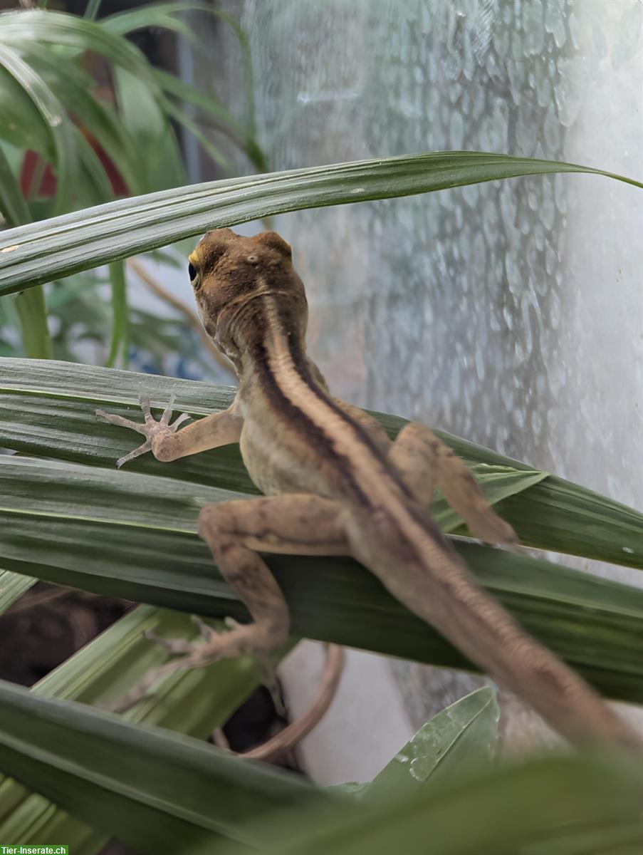 Bild 4: 1.3 Anolis marmoratus (Karibik-Anolis) abzugeben, eigene Nachzuchten