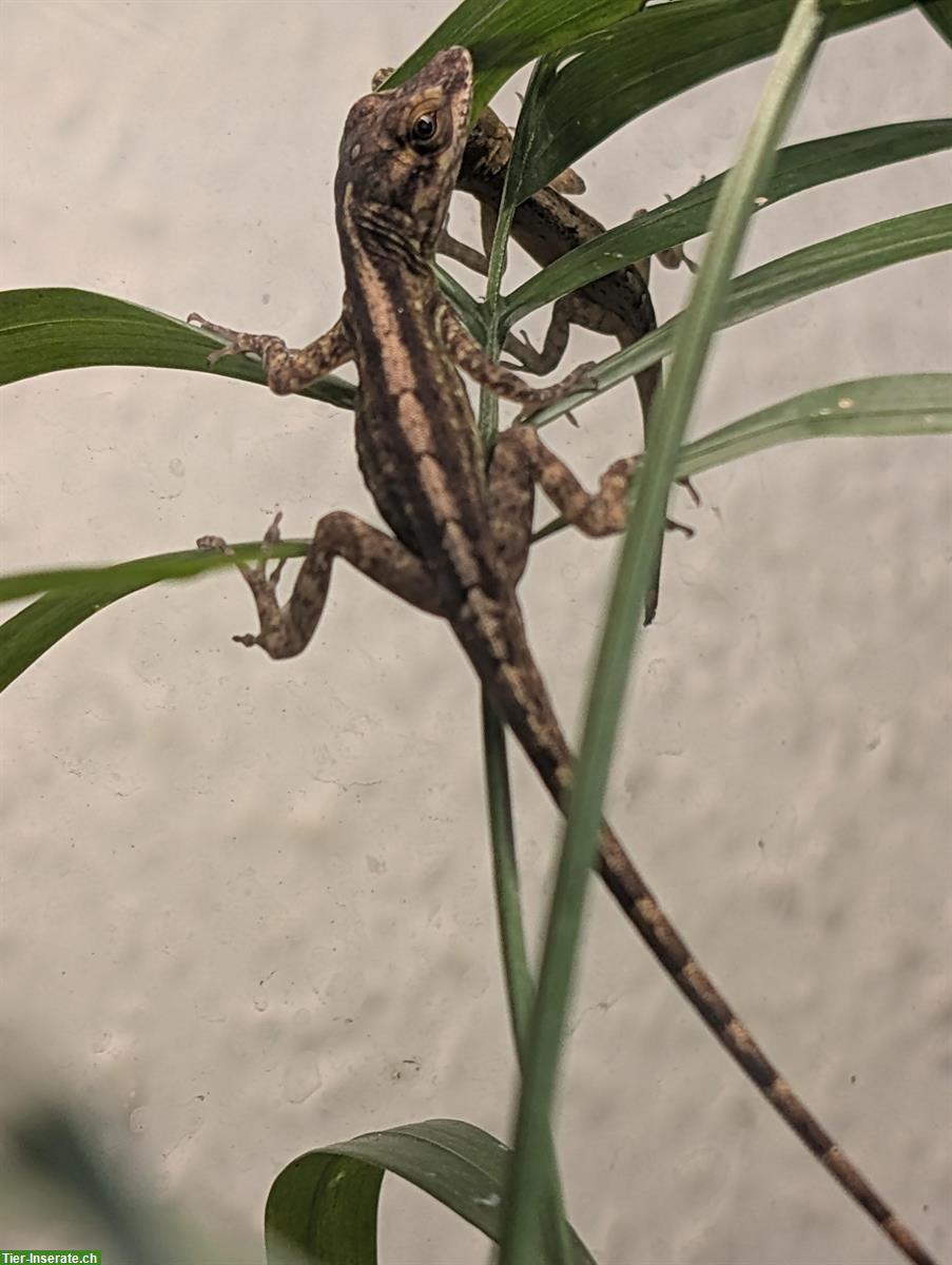 Bild 5: 1.3 Anolis marmoratus (Karibik-Anolis) abzugeben, eigene Nachzuchten