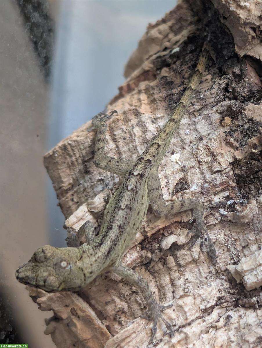 Bild 6: 1.3 Anolis marmoratus (Karibik-Anolis) abzugeben, eigene Nachzuchten