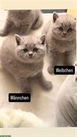 Reinrassige BKH Kitten abzugeben