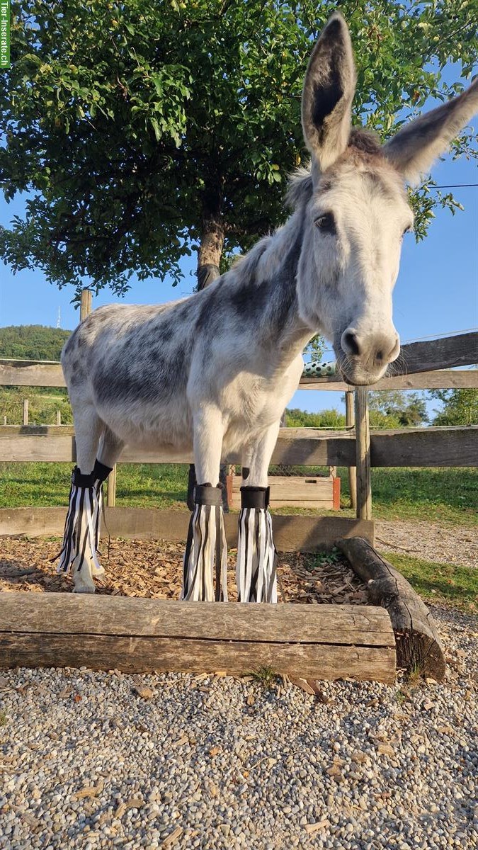 Fliegenfransen für Esel 🐴 ein Erfahrungsbericht