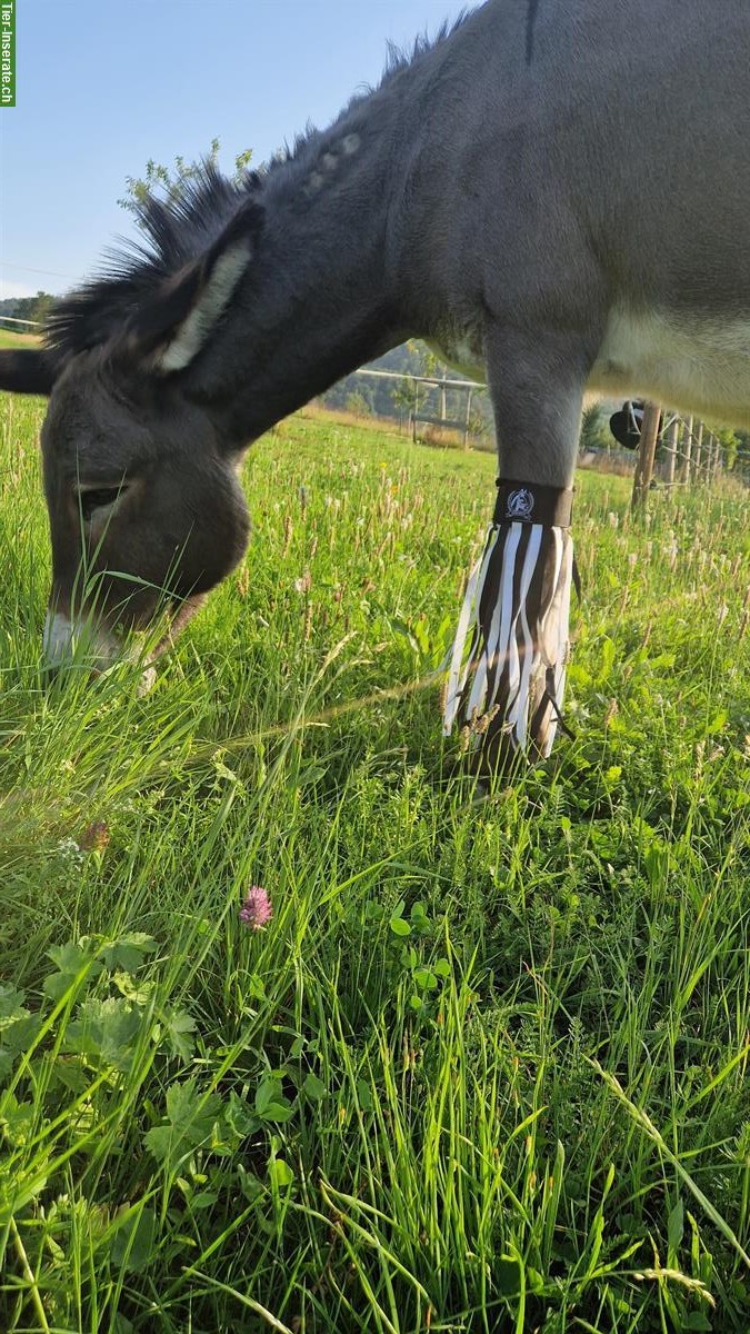 Bild 2: Fliegenfransen für Esel 🐴 ein Erfahrungsbericht