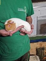Meerschweinchen Weibchen sucht neues Zuhause