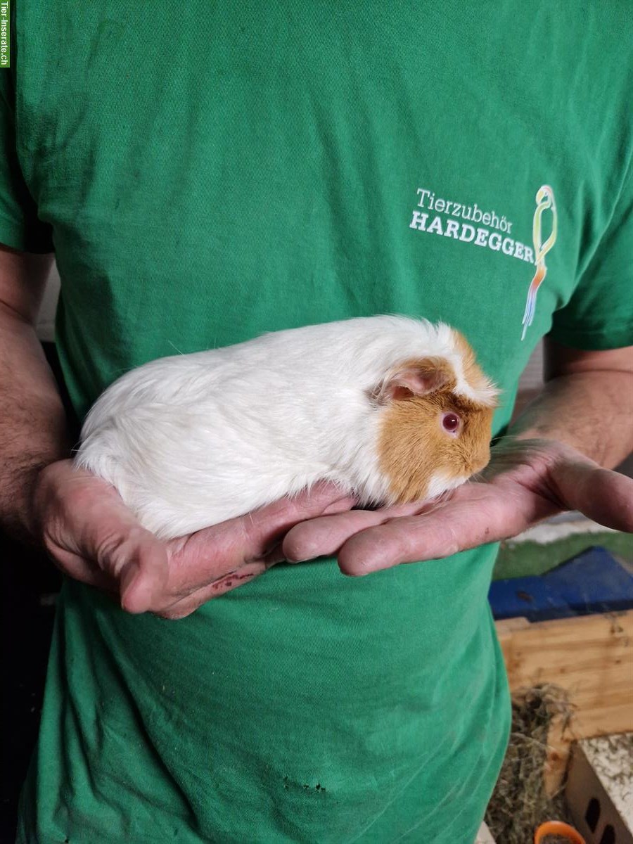 Bild 2: Meerschweinchen Weibchen sucht neues Zuhause