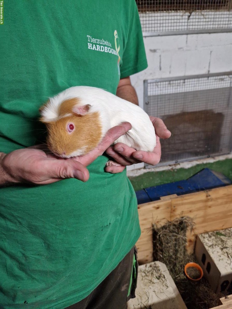 Bild 3: Meerschweinchen Weibchen sucht neues Zuhause