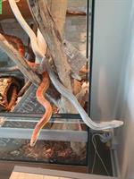 2 Kornnatter-Schwestern inkl. Terrarium abzugeben