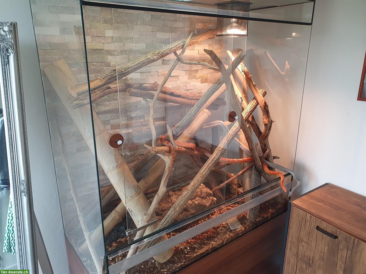 Bild 2: 2 Kornnatter-Schwestern inkl. Terrarium abzugeben