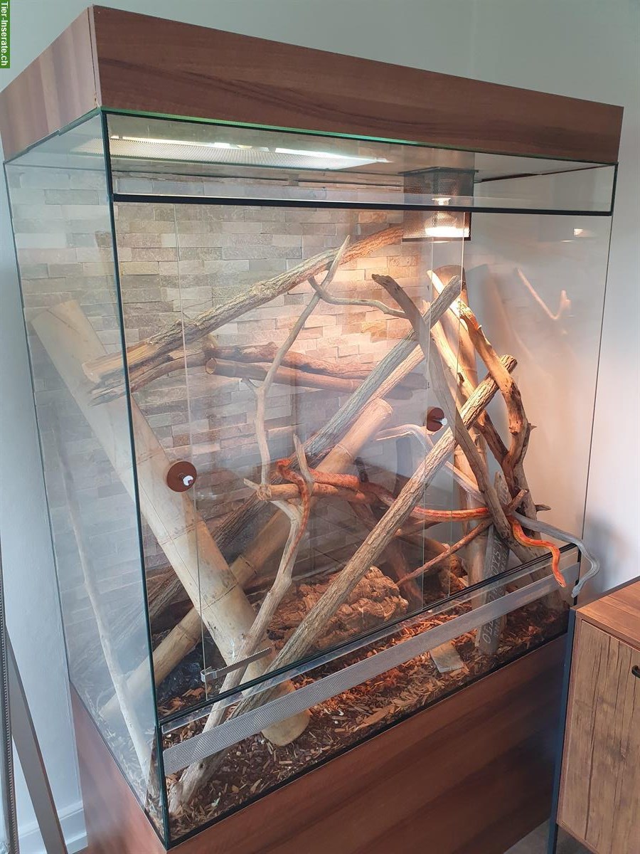 Bild 3: 2 Kornnatter-Schwestern inkl. Terrarium abzugeben