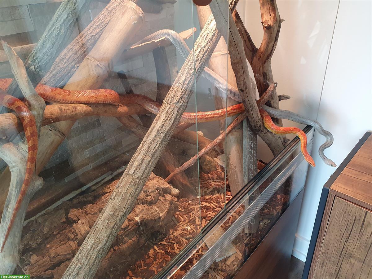 Bild 4: 2 Kornnatter-Schwestern inkl. Terrarium abzugeben