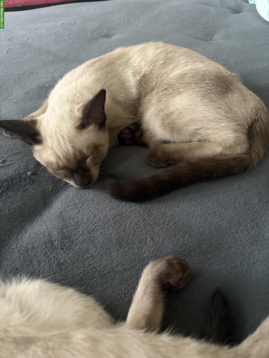 Junger Halb-Siam Katze (Kater) sucht neues Zuhause