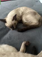 Junger Halb-Siam Katze (Kater) sucht neues Zuhause