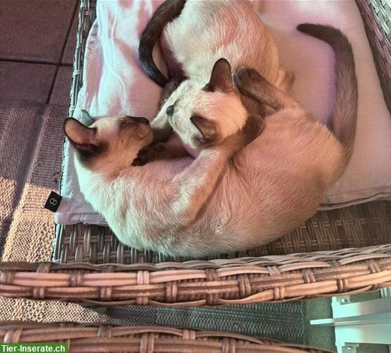 Bild 2: Junger Halb-Siam Katze (Kater) sucht neues Zuhause