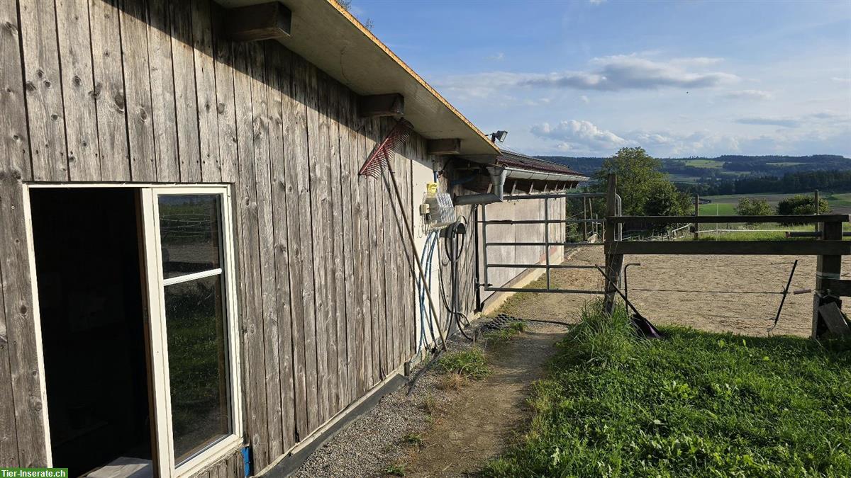 Offenstall an Selbstversorger zu vermieten in 8566 Neuwilen TG