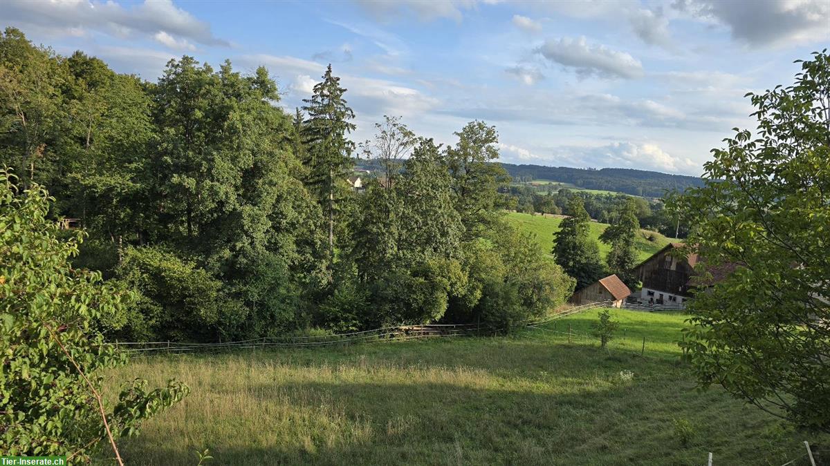 Bild 7: Offenstall an Selbstversorger zu vermieten in 8566 Neuwilen TG