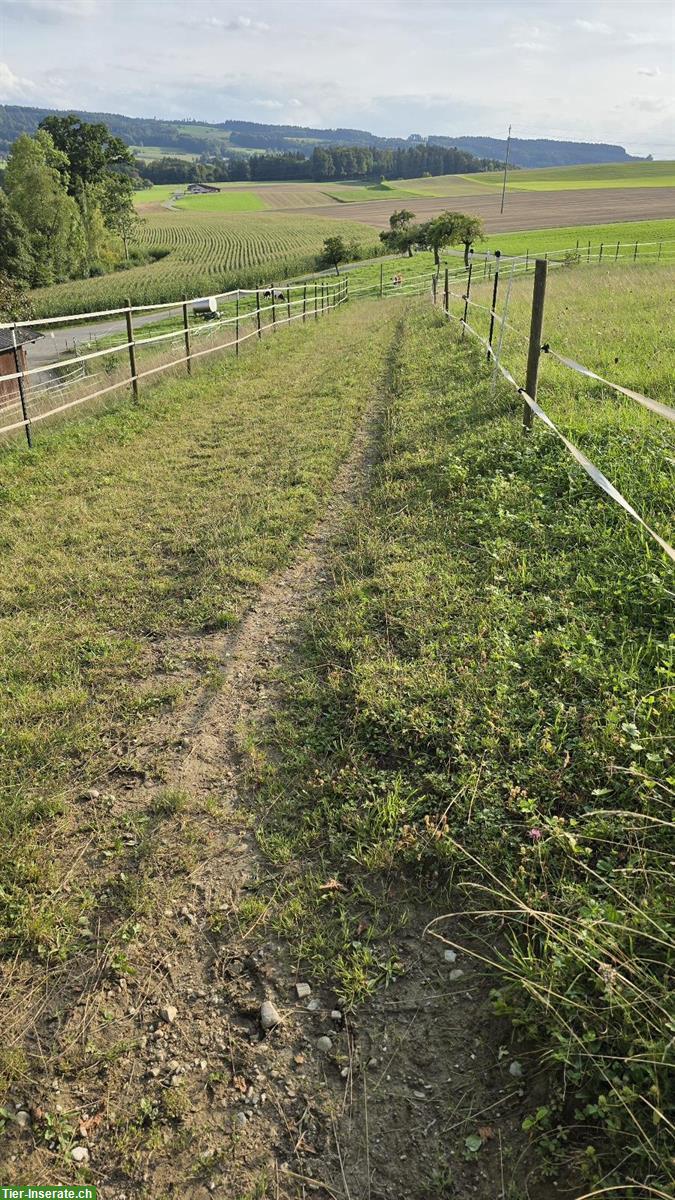 Bild 9: Offenstall an Selbstversorger zu vermieten in 8566 Neuwilen TG