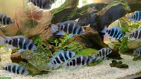 Frontosa Buntbarsche, Cyphotilapia frontosa zu verkaufen