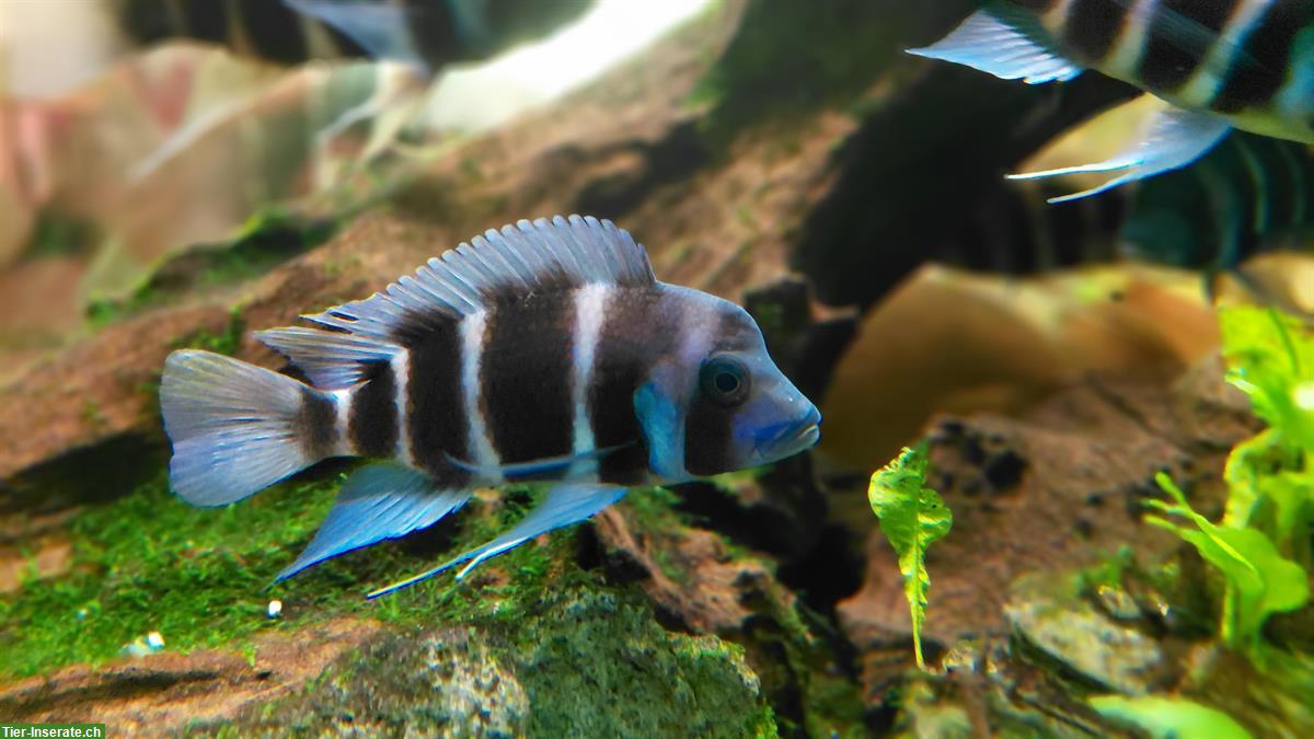 Bild 2: Frontosa Buntbarsche, Cyphotilapia frontosa zu verkaufen