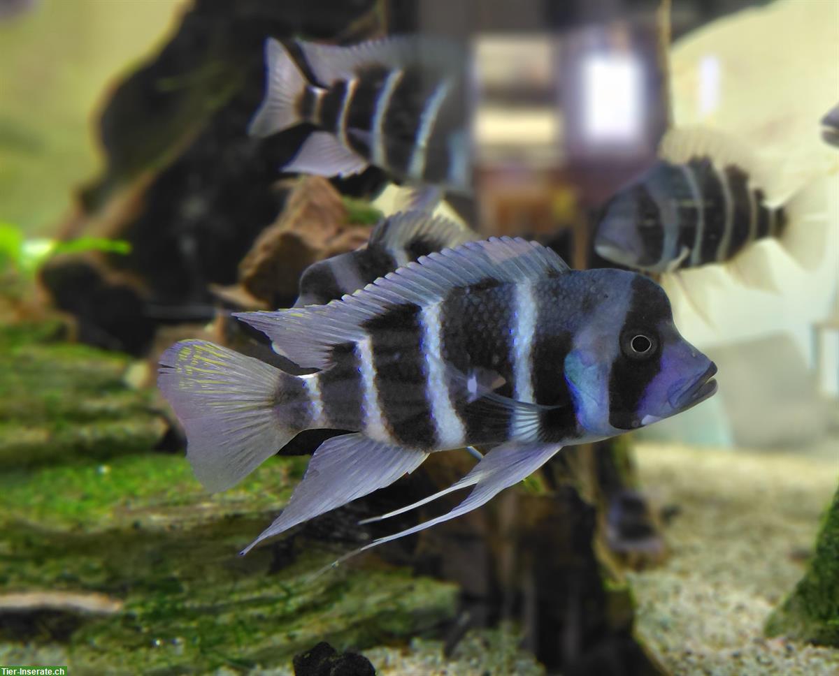 Bild 3: Frontosa Buntbarsche, Cyphotilapia frontosa zu verkaufen