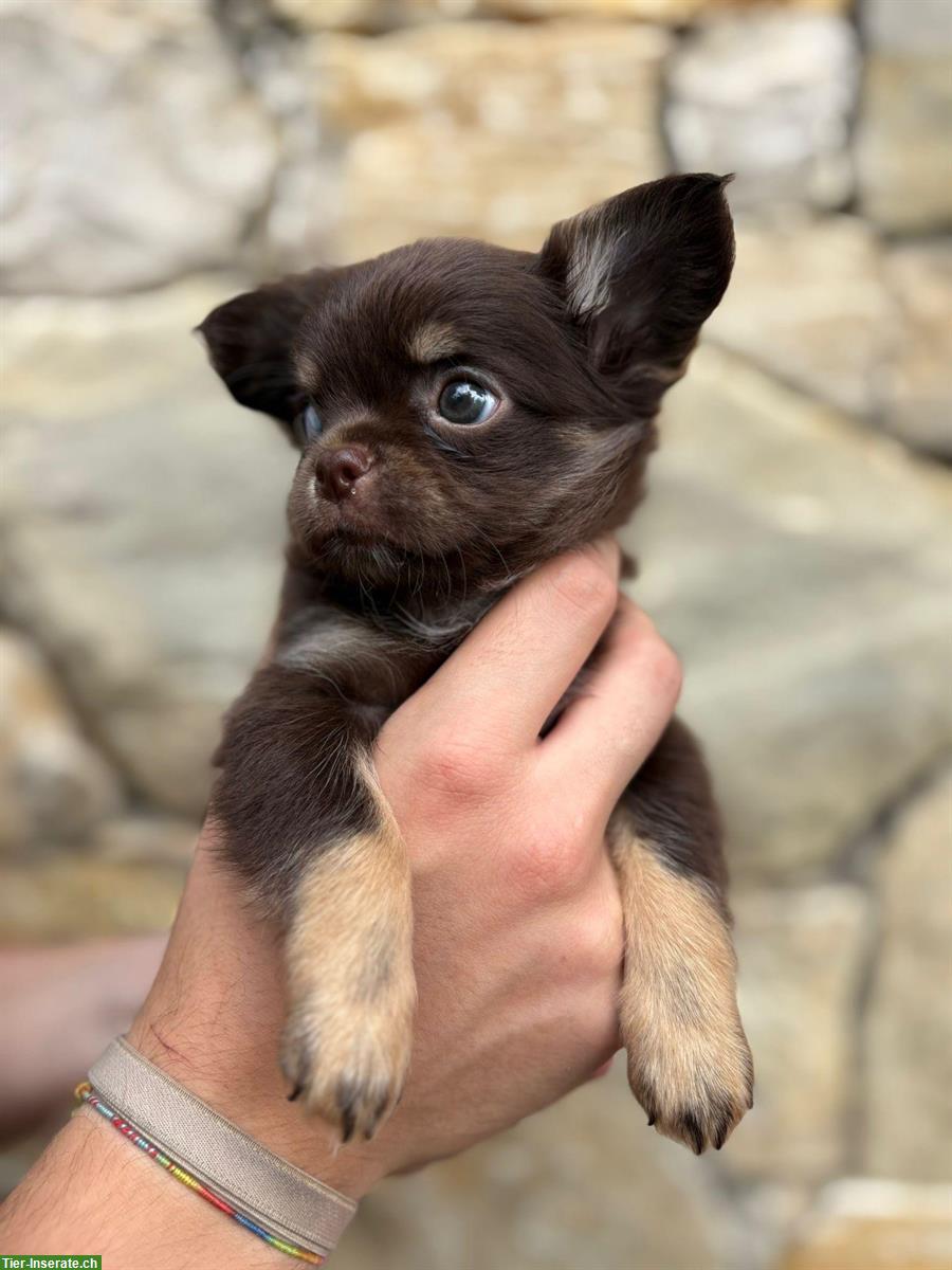 Chihuahua Welpe, Rüde in Schoko tan zu verkaufen