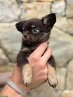 Chihuahua Welpe, Rüde in Schoko tan zu verkaufen