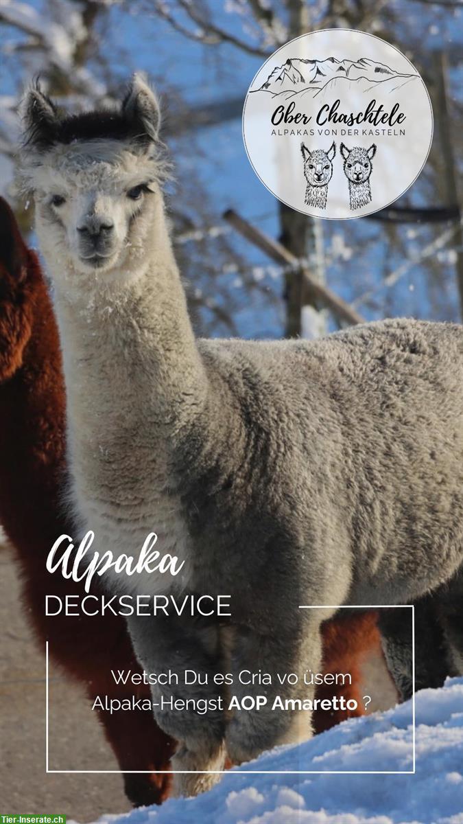 Bieten Alpaka Deckservice