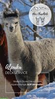 Bieten Alpaka Deckservice