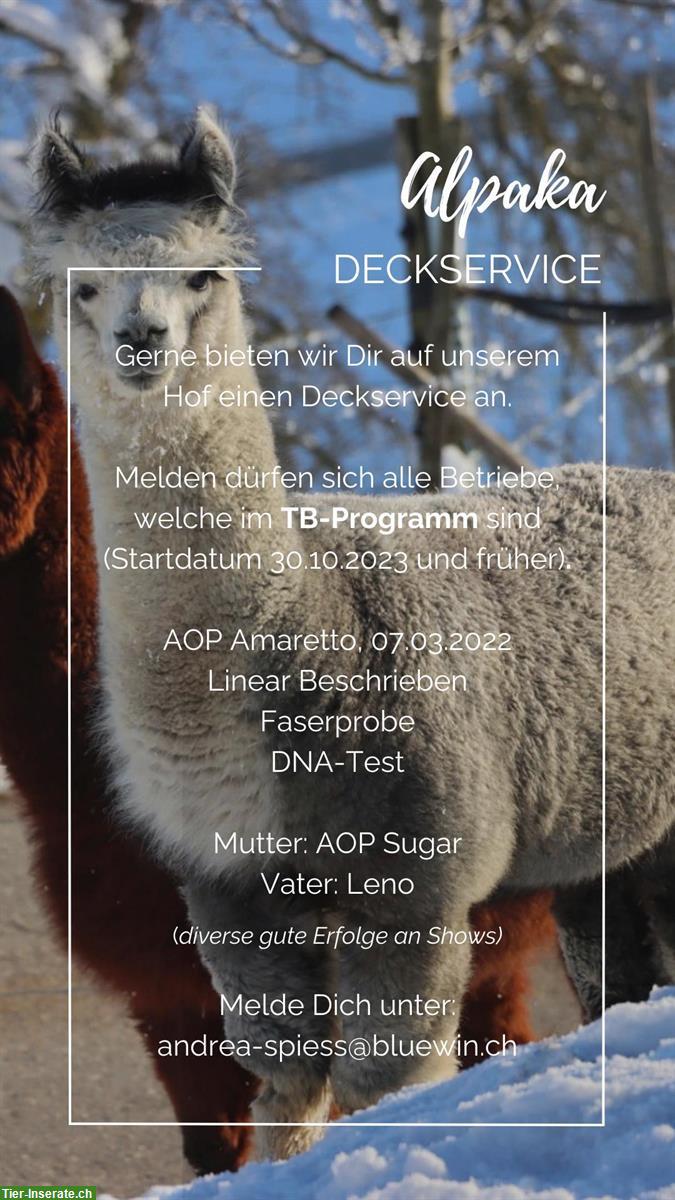 Bild 2: Bieten Alpaka Deckservice
