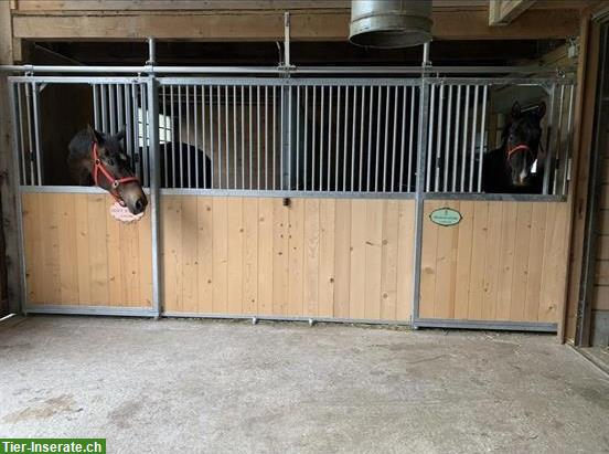 Bild 2: 🐴 Pferdeboxen zu vermieten in 3717 Blausee-Mitholz