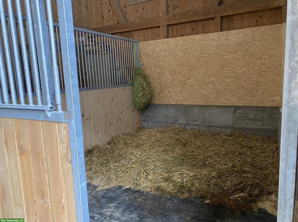 Bild 3: 🐴 Pferdeboxen zu vermieten in 3717 Blausee-Mitholz