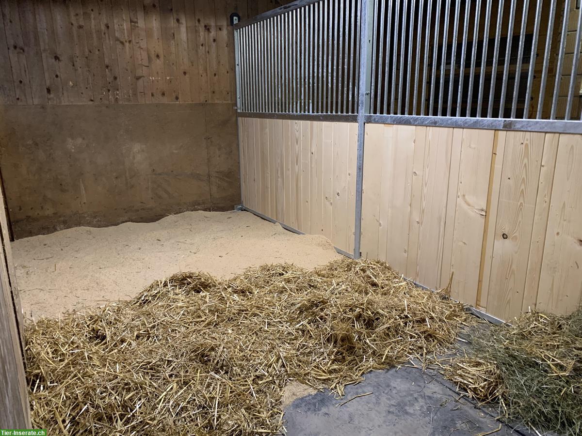 Bild 4: 🐴 Pferdeboxen zu vermieten in 3717 Blausee-Mitholz