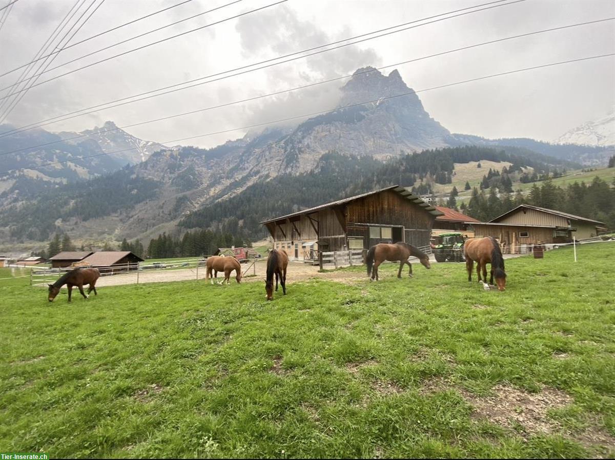 Bild 5: 🐴 Pferdeboxen zu vermieten in 3717 Blausee-Mitholz