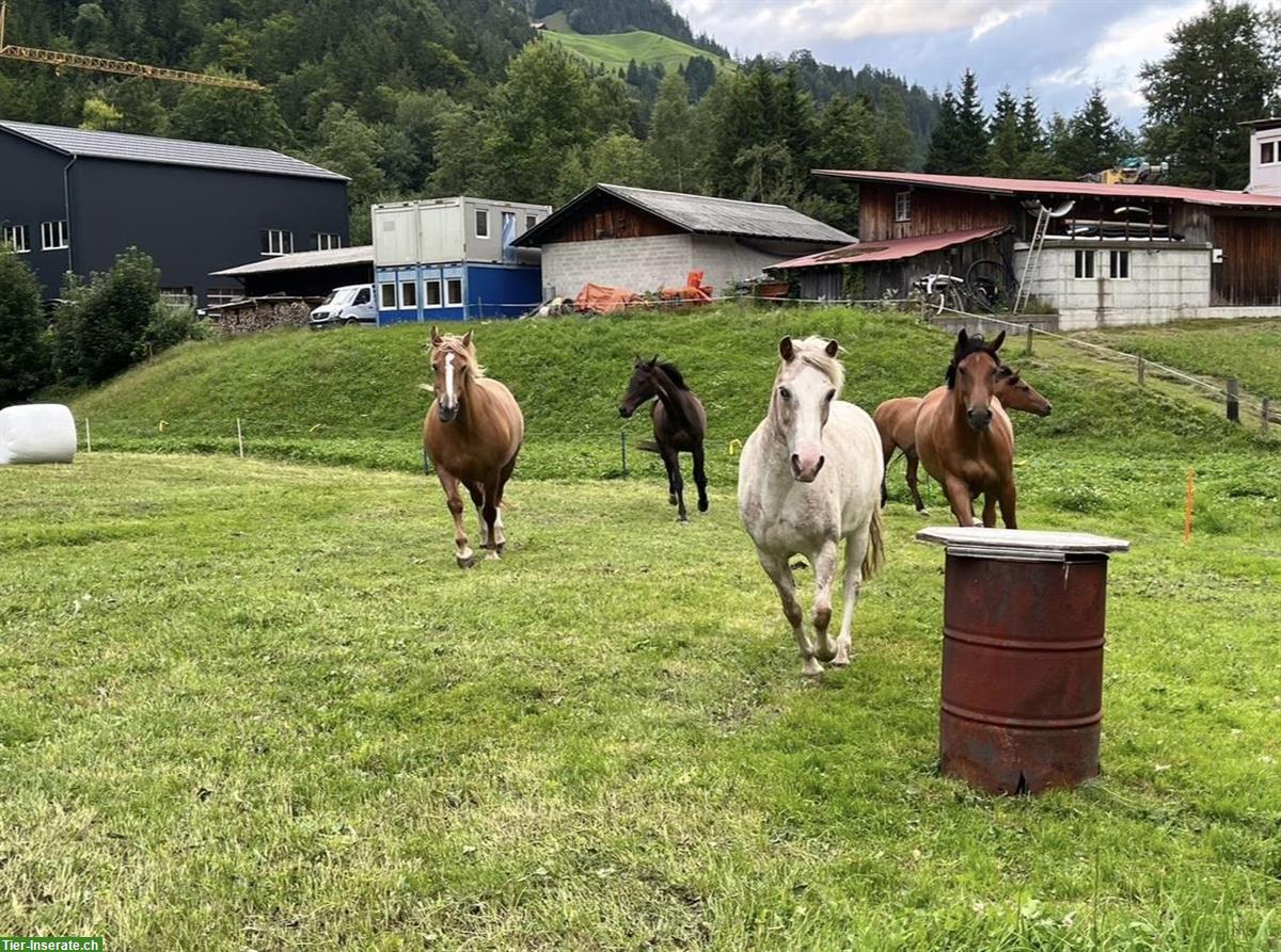Bild 6: 🐴 Pferdeboxen zu vermieten in 3717 Blausee-Mitholz