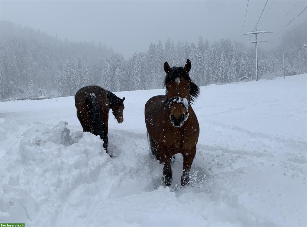 Bild 9: 🐴 Pferdeboxen zu vermieten in 3717 Blausee-Mitholz