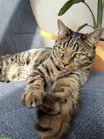 8-jähriger Kater Milo, gesund, verspielt & kinderfreundlich