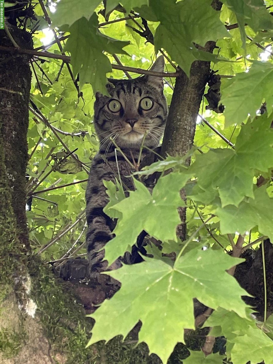 Bild 2: 8-jähriger Kater Milo, gesund, verspielt & kinderfreundlich