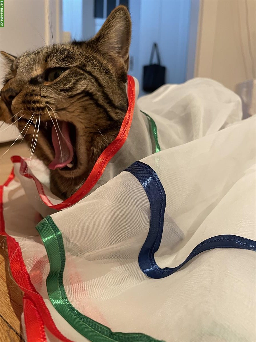 Bild 3: 8-jähriger Kater Milo, gesund, verspielt & kinderfreundlich