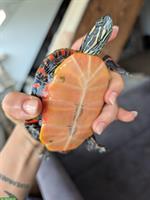 Wasser-Zierschildkröte, Chrysemys Picta abzugeben