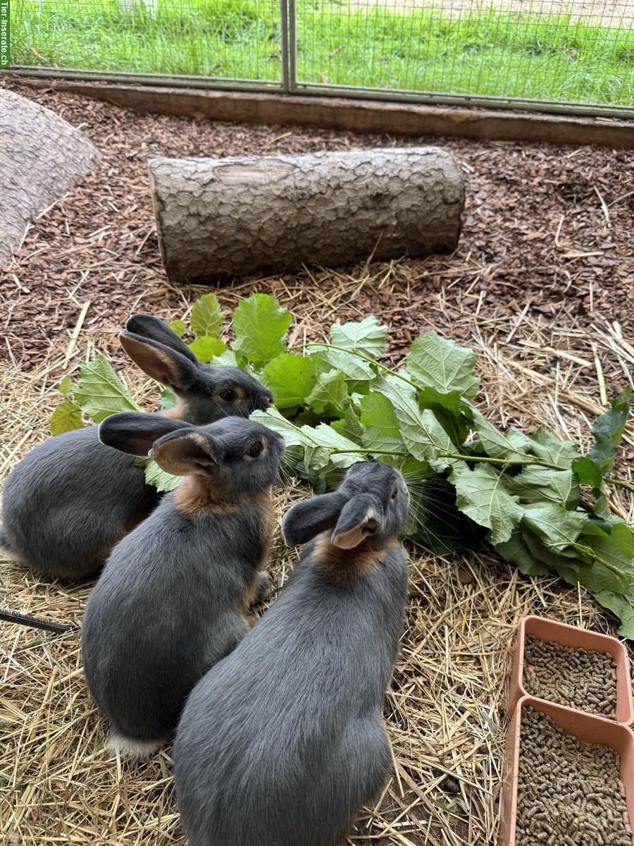 Loh Kaninchen männlich zu verkaufen