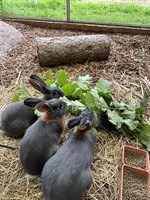Loh Kaninchen männlich zu verkaufen