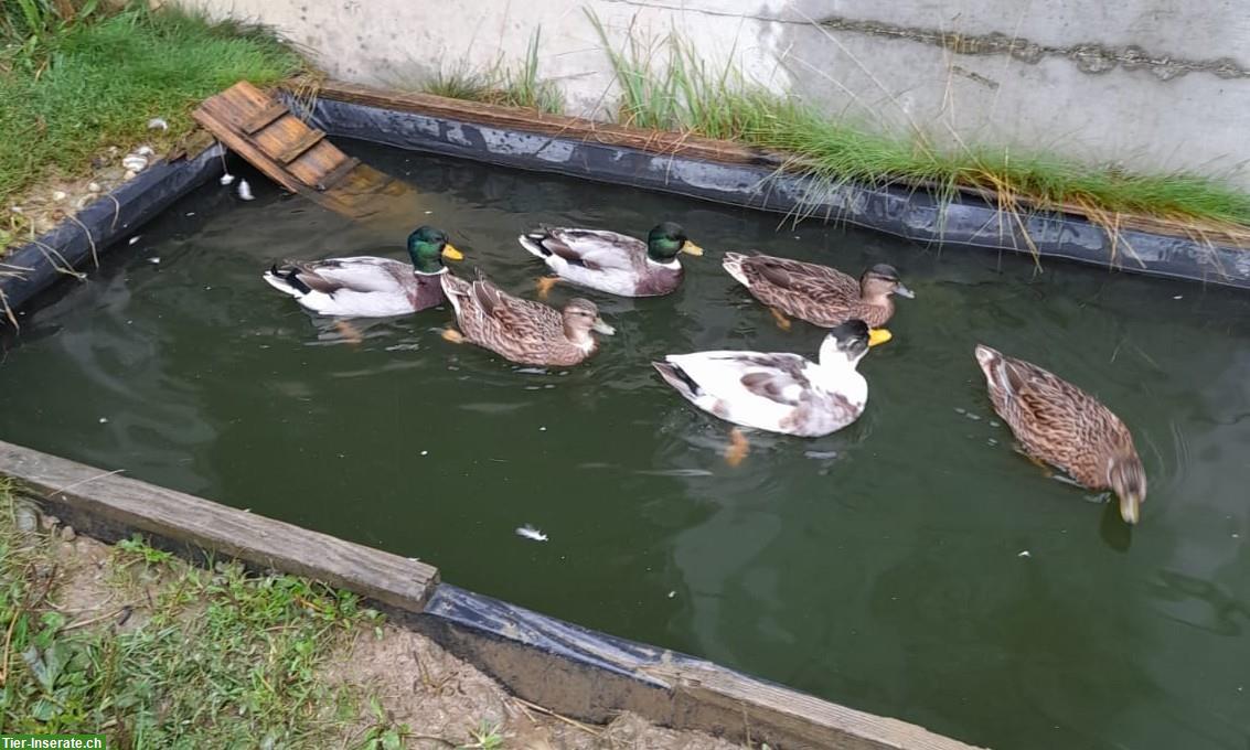 Junge wildfarbige Zwergenten zu verkaufen
