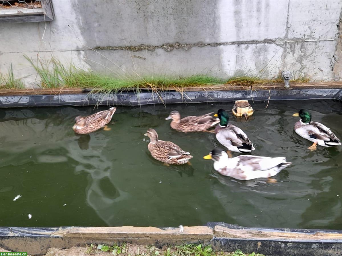 Bild 2: Junge wildfarbige Zwergenten zu verkaufen