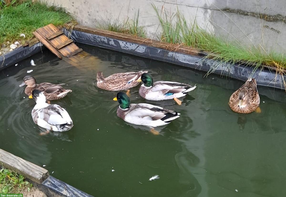 Bild 3: Junge wildfarbige Zwergenten zu verkaufen