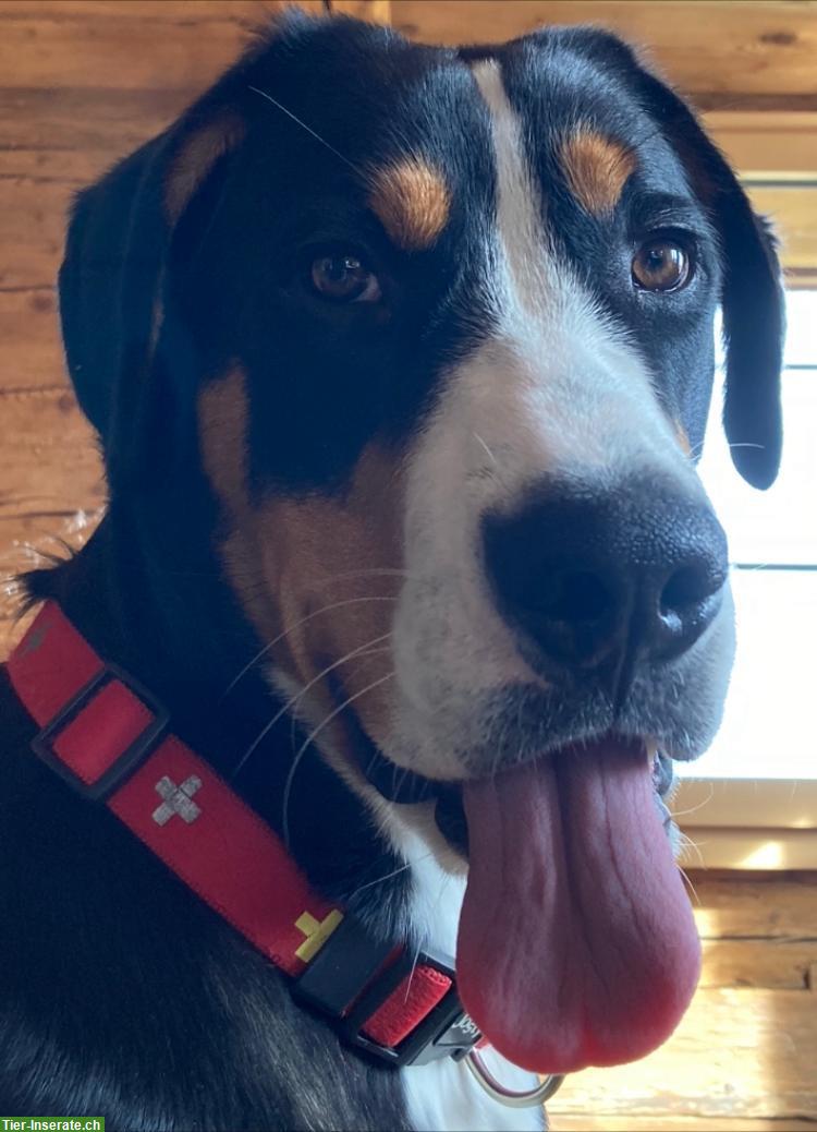 Junge liebe Grosse Schweizer Sennenhund Hündin